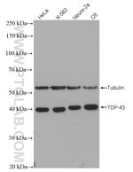 TDP-43 Antibody in Western Blot (WB)