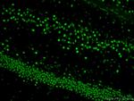 TDP-43 Antibody in Immunohistochemistry (Paraffin) (IHC (P))