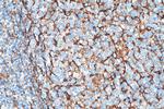 TMEM173/STING Antibody in Immunohistochemistry (Paraffin) (IHC (P))