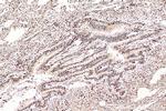 GAPDH Antibody in Immunohistochemistry (Paraffin) (IHC (P))