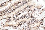 GAPDH Antibody in Immunohistochemistry (Paraffin) (IHC (P))