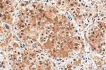 GAPDH Antibody in Immunohistochemistry (Paraffin) (IHC (P))