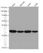 GAPDH Antibody in Western Blot (WB)