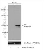 NRF2, NFE2L2 Antibody in Western Blot (WB)