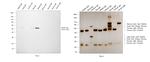 Sheep IgG (H+L) Secondary Antibody in Western Blot (WB)