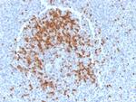 TCL1 Antibody in Immunohistochemistry (Paraffin) (IHC (P))