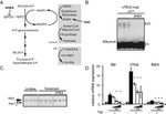 Rat Albumin Antibody in Western Blot (WB)