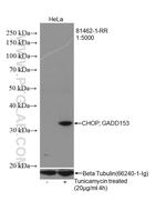 CHOP/GADD153 Antibody in Western Blot (WB)