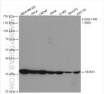 VDAC1/Porin Antibody in Western Blot (WB)