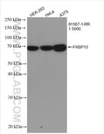 FKBP10/FKBP65 Antibody in Western Blot (WB)