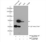 DMT1 Antibody in Immunoprecipitation (IP)