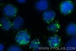 MPO Antibody in Immunocytochemistry (ICC/IF)