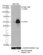 ATF4 Antibody in Western Blot (WB)