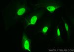 Cyclin A2 Antibody in Immunocytochemistry (ICC/IF)