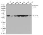 Cyclin A2 Antibody in Western Blot (WB)