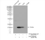 FIS1 Antibody in Immunoprecipitation (IP)