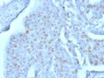 YBX3 (Transcription Factor) Antibody in Immunohistochemistry (Paraffin) (IHC (P))