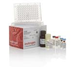 Human IL-12 p70 Uncoated ELISA Kit with Plates (88-7126-22)
