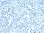 Cyclin A2 (S- and G2-phase Cyclin) Antibody in Immunohistochemistry (Paraffin) (IHC (P))
