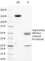 Cyclin B1 (G2- and M-phase Cyclin) Antibody in SDS-PAGE (SDS-PAGE)