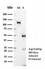 Cyclin B1 antibody (55004-1-AP)