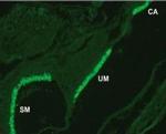 Otoferlin Antibody in Immunohistochemistry (Paraffin) (IHC (P))