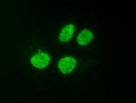 Histone H3K9ac Antibody in Immunocytochemistry (ICC/IF)