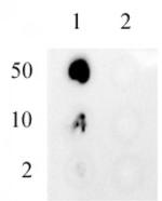 Ubiquitin Antibody in Dot Blot (DB)