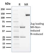 Cyclin B2 Antibody in SDS-PAGE (SDS-PAGE)