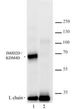 JMJD2D/KDM4D Antibody in Immunoprecipitation (IP)