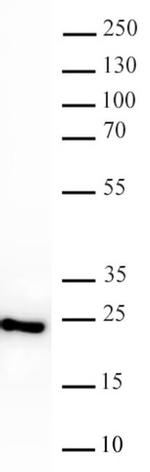 HP1 gamma Antibody in Western Blot (WB)