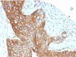 CD9 (TSPAN29) (Motility-Related Protein-1) Antibody in Immunohistochemistry (Paraffin) (IHC (P))