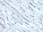 Adiponectin (Marker of Obesity) Antibody in Immunohistochemistry (Paraffin) (IHC (P))