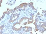 ATG5 Antibody in Immunohistochemistry (Paraffin) (IHC (P))