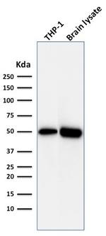 ATG5 Antibody in Western Blot (WB)