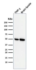 ATG5 Antibody in Western Blot (WB)