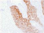 CD44v6 Antibody in Immunohistochemistry (Paraffin) (IHC (P))