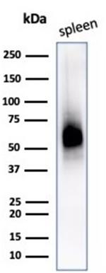 CD63 Antibody in Western Blot (WB)