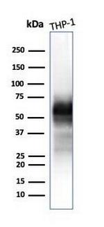 CD63 Antibody in Western Blot (WB)