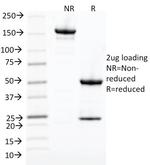 Cdk1/p34cdc2 Antibody in SDS-PAGE (SDS-PAGE)