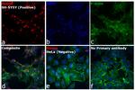 Mouse IgG (H+L) Cross-Adsorbed Secondary Antibody in Immunocytochemistry (ICC/IF)