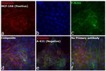 Chicken IgY (H+L) Secondary Antibody in Immunocytochemistry (ICC/IF)