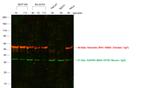 Chicken IgY (H+L) Secondary Antibody in Western Blot (WB)