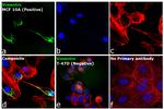 Rabbit IgG (H+L) Cross-Adsorbed Secondary Antibody in Immunocytochemistry (ICC/IF)