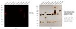 Rabbit IgG (H+L) Cross-Adsorbed Secondary Antibody in Western Blot (WB)