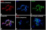 Rat IgG (H+L) Cross-Adsorbed Secondary Antibody in Immunocytochemistry (ICC/IF)