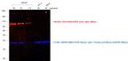 Goat IgG (H+L) Cross-Adsorbed Secondary Antibody in Western Blot (WB)