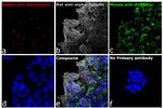 Rat IgG (H+L) Cross-Adsorbed Secondary Antibody in Immunocytochemistry (ICC/IF)