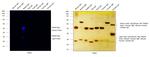 Rabbit IgG (H+L) Cross-Adsorbed Secondary Antibody in Western Blot (WB)