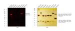 Mouse IgM (Heavy chain) Cross-Adsorbed Secondary Antibody in Western Blot (WB)